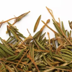 In Bulk|Labrador Teas>Ma Caféine Camellia Sinensis | Labrador tea